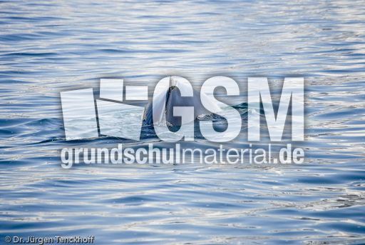 Buckelwal (50 von 57).jpg